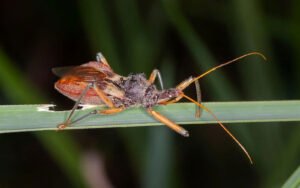 Chagas disease in the US
