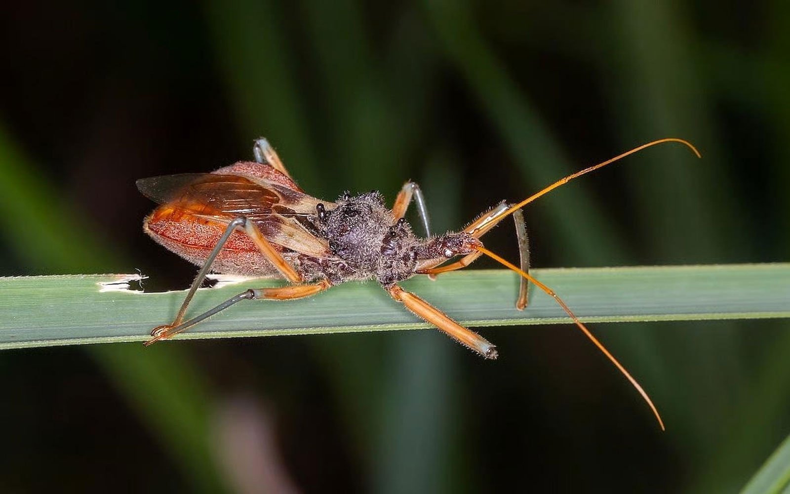 Chagas disease in the US