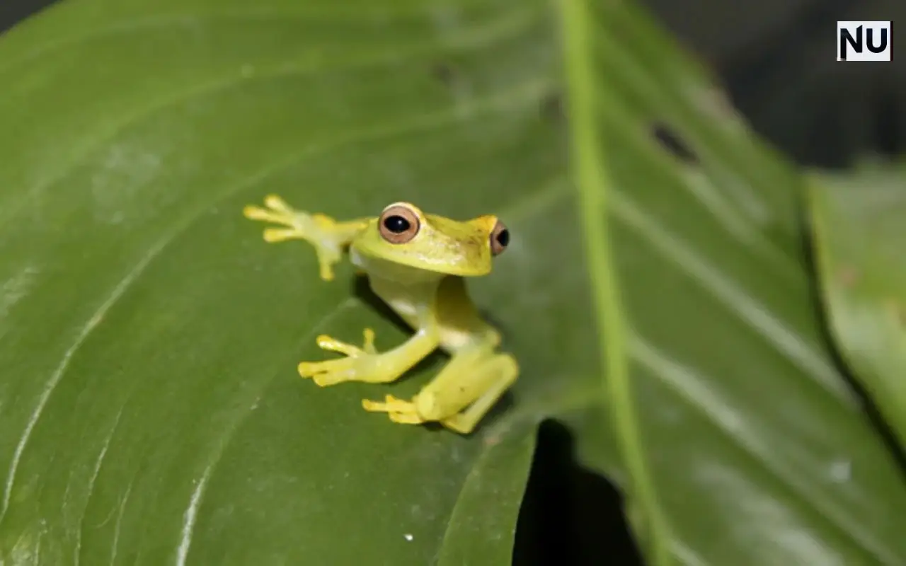Endangered mountain frog breeding