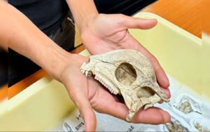 oldest dome-headed dinosaur fossil