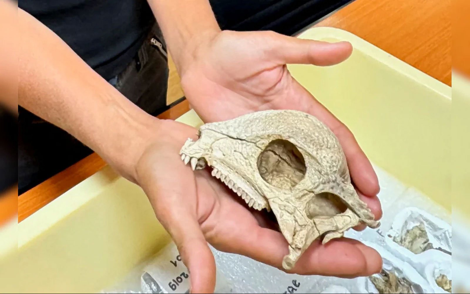 oldest dome-headed dinosaur fossil